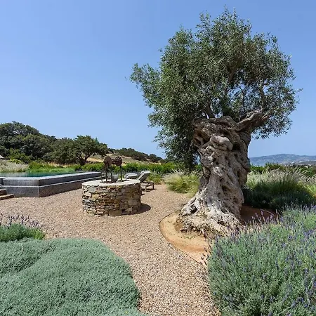 Villa House Of Old Olive Tree *